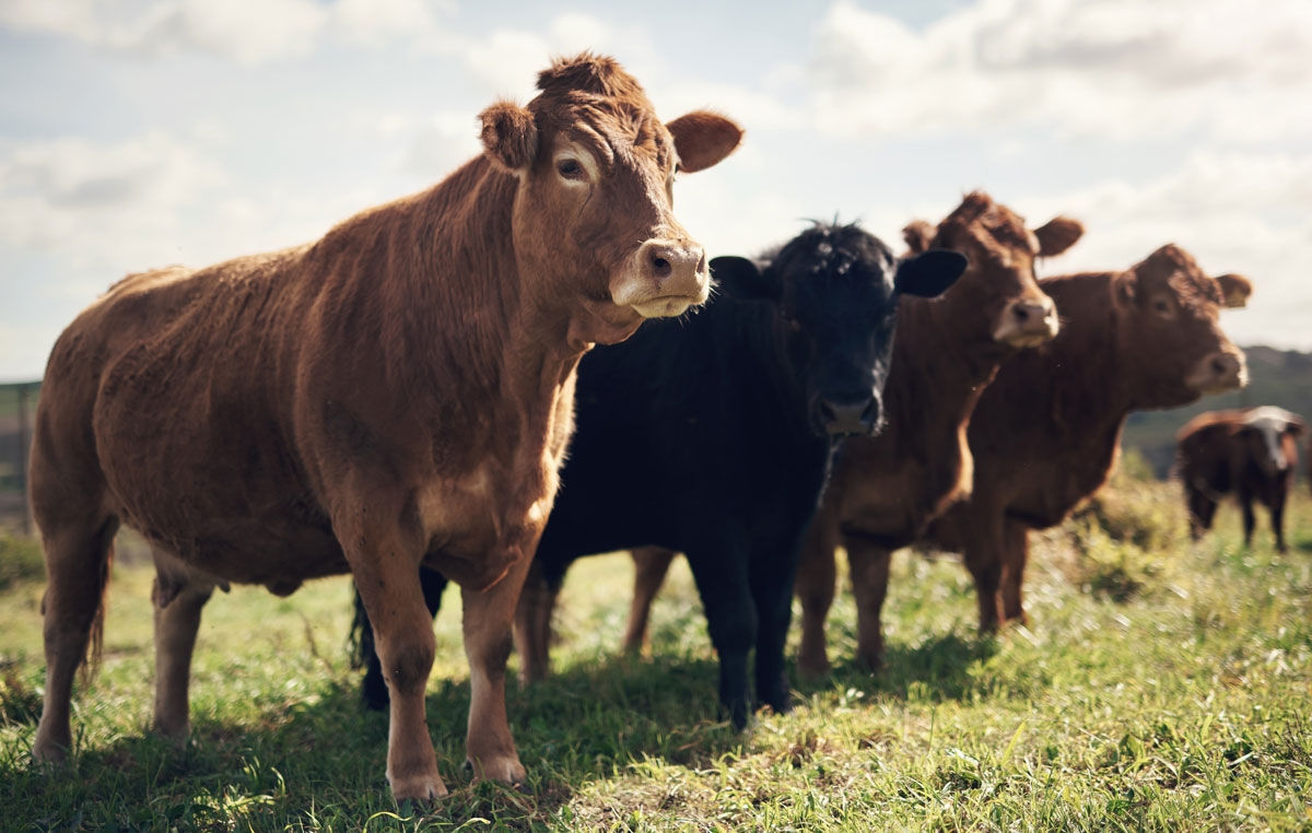 Beef-Cows-in-field_web